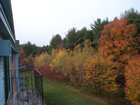 trees in the back