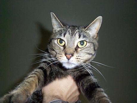 cat in the air