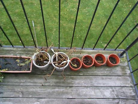 some dead tomato plants