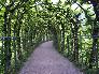 tunnel through vines [click to enlarge]