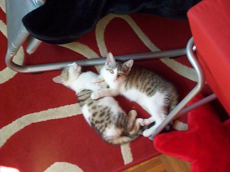 kittens