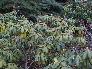 close up Rhododendrons [click to enlarge]