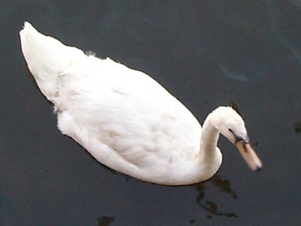A swan