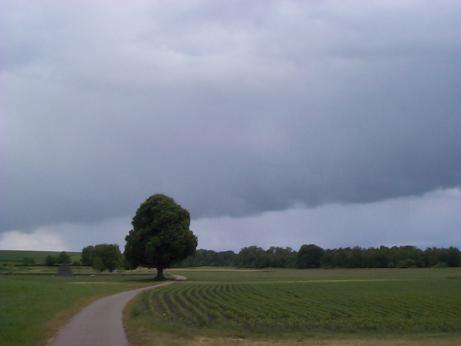 a tree in a field
